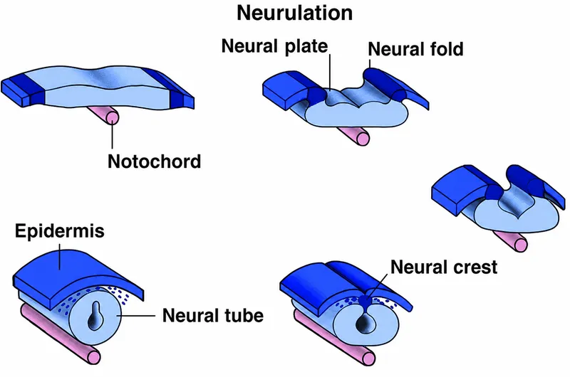 Neurulation: Neural Plate to Neural Tube Formation