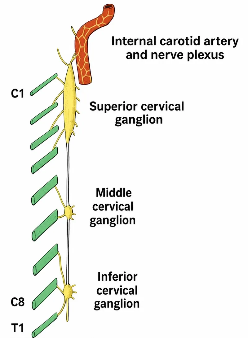Cervical Sympathetic Chain and Ganglia