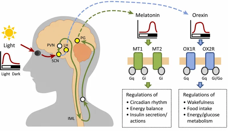 Melatonin and Orexin Receptor Signaling in Sleep