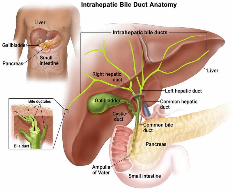 Intrahepatic Bile Duct Anatomy