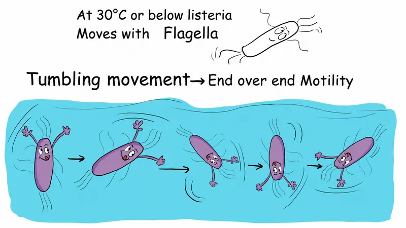 Listeria monocytogenes tumbling motility diagram