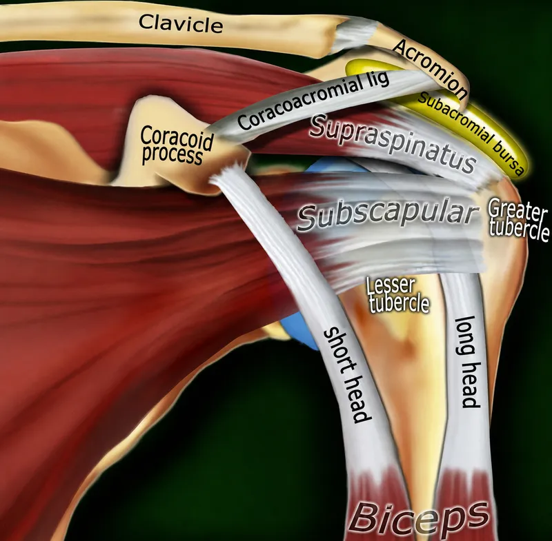 Shoulder anatomy: rotator cuff and biceps tendon