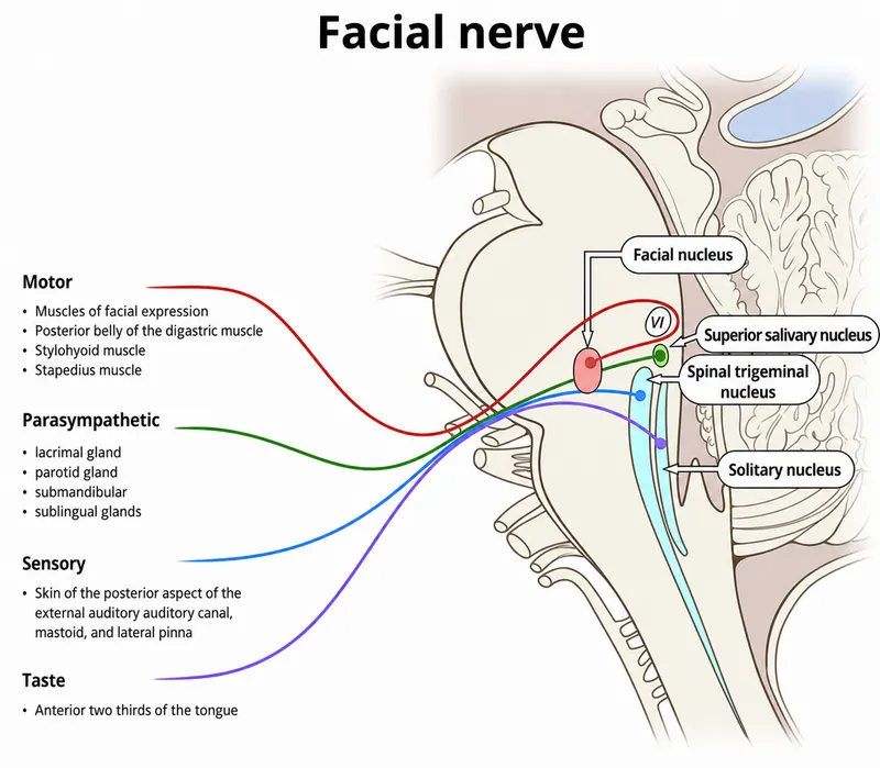 Facial Nerve (CN VII) Parasympathetic Cranial Outflow