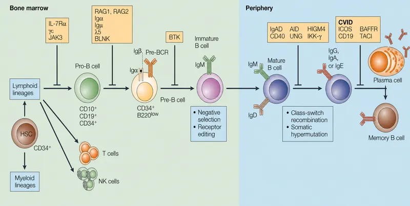B-cell maturation and immunodeficiency disorders