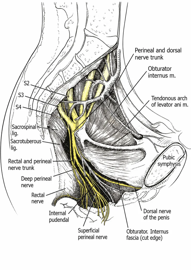 Pudendal Nerve and Internal Pudendal Vessels in Pelvis