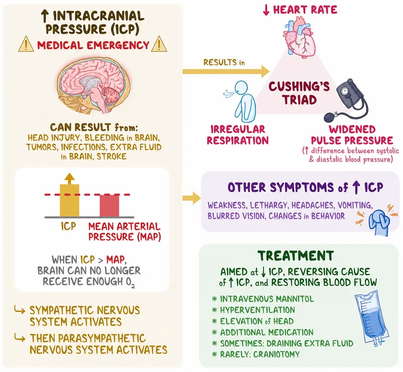 Intracranial Pressure (ICP) and Cushing's Triad