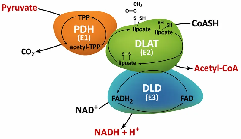 Pyruvate Dehydrogenase Complex: Structure and Cofactors