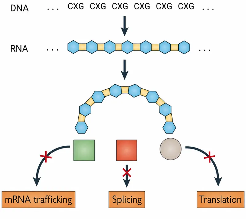 Trinucleotide Repeat Expansion Impact on Gene Expression