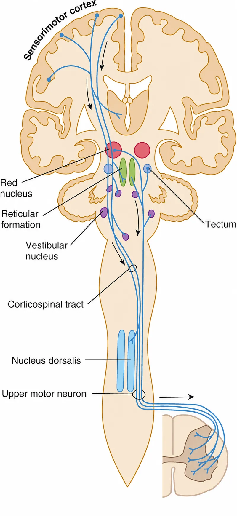 Extrapyramidal tracts and motor pathways