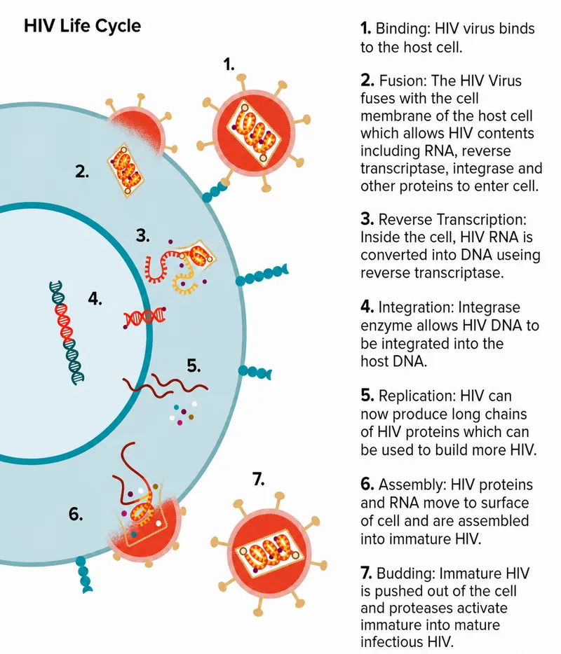 HIV replication cycle detailed steps from entry to budding