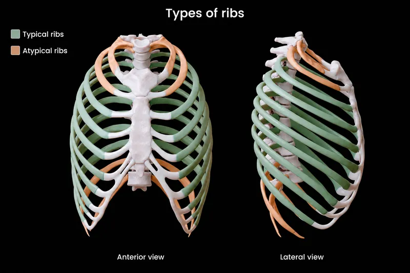 Typical and atypical ribs, anterior and lateral views