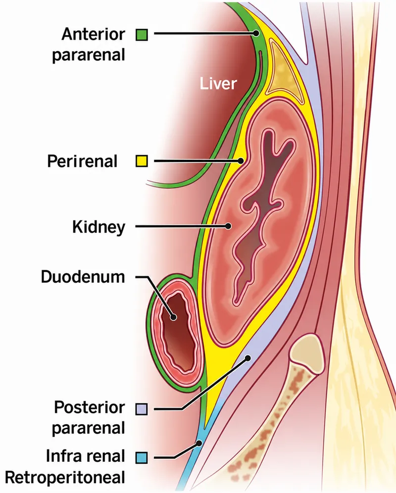 Retroperitoneal fascial planes and kidney