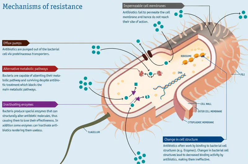 Bacterial resistance mechanisms showing efflux pumps and enzyme production