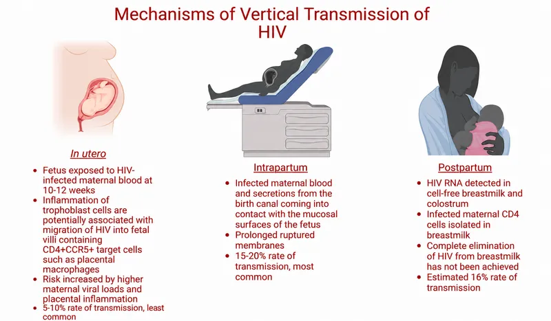 Mechanisms of Vertical Transmission of HIV