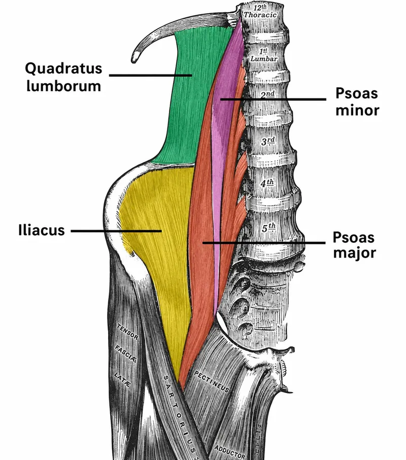Muscles of the Posterior Abdominal Wall