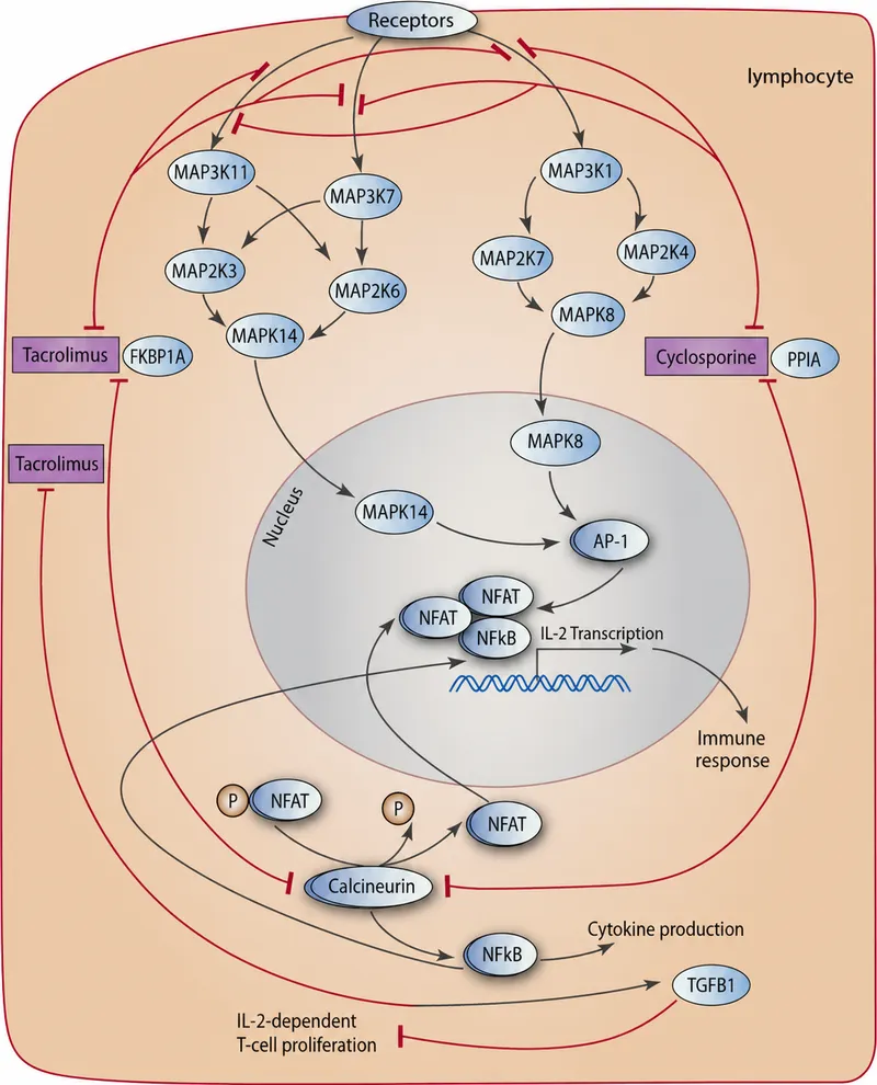 Calcineurin Inhibitor Mechanism of Action in Lymphocytes