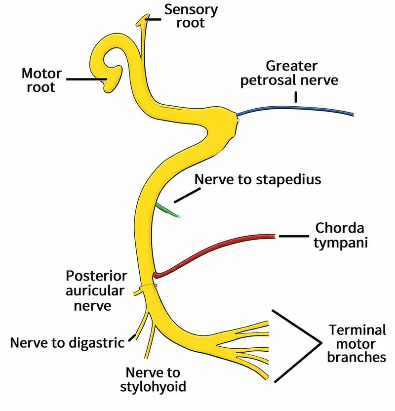 Facial nerve course and branches
