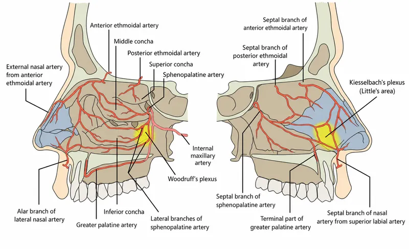 Arterial supply of the nasal cavity
