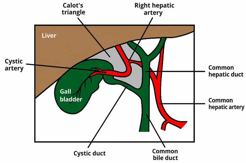 Anatomy of Gallbladder and Calot's Triangle