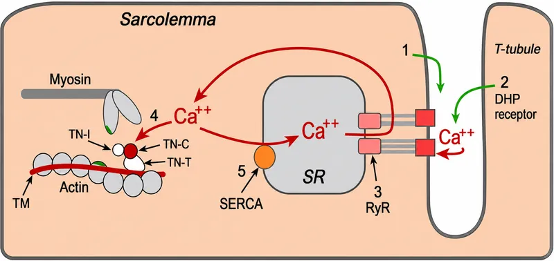 Cardiac myocyte excitation-contraction coupling