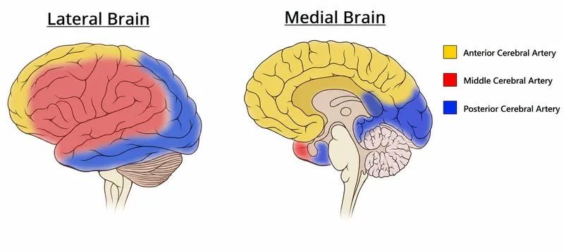 Brain regions supplied by cerebral arteries