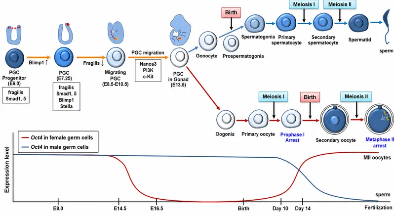 PGC migration and differentiation