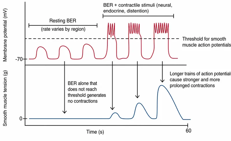 GI smooth muscle activity and action potentials