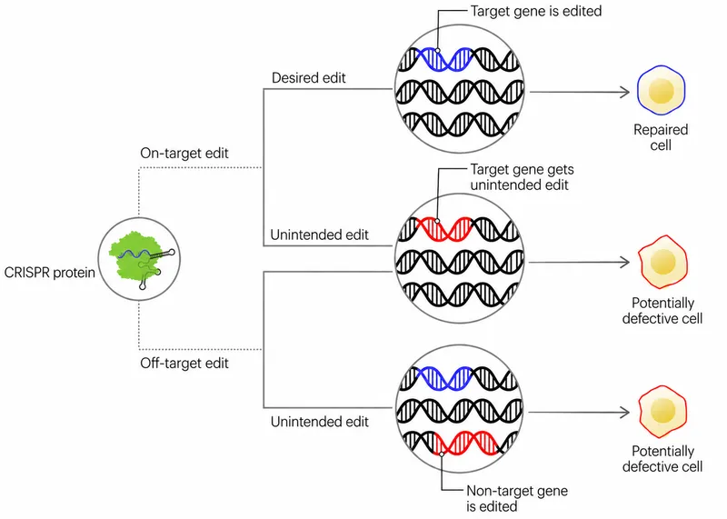 CRISPR gene editing: desired vs. unintended edits