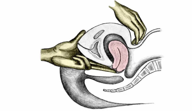 Diagram showing systematic pelvic examination technique and anatomical landmarks