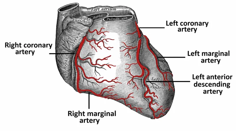 Anterior View of the Heart with Coronary Arteries