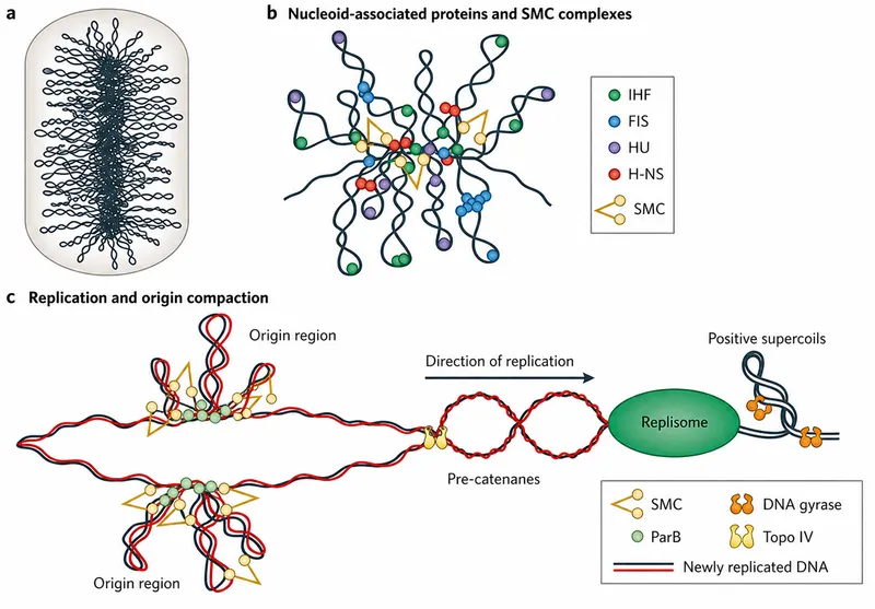 Bacterial Nucleoid Organization and Replication