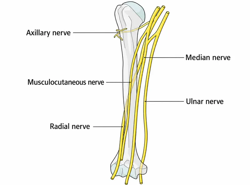 Nerves of the Humerus