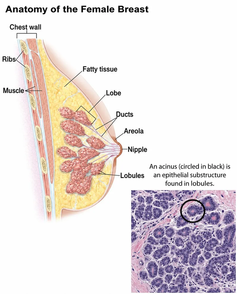 Female Breast Anatomy with Histology