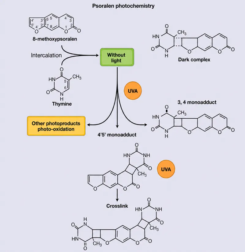 Psoralen photochemistry and DNA crosslinking