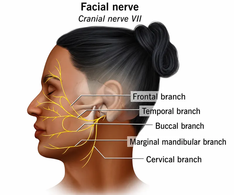 Facial nerve and branches