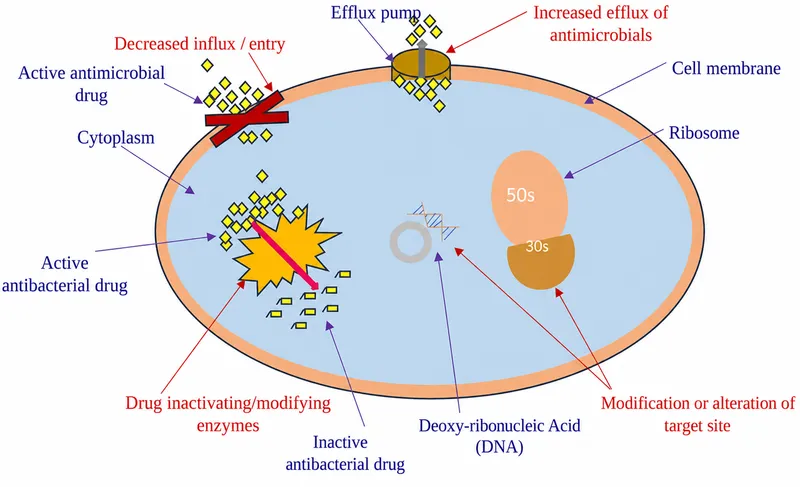 Mechanisms of Antimicrobial Resistance