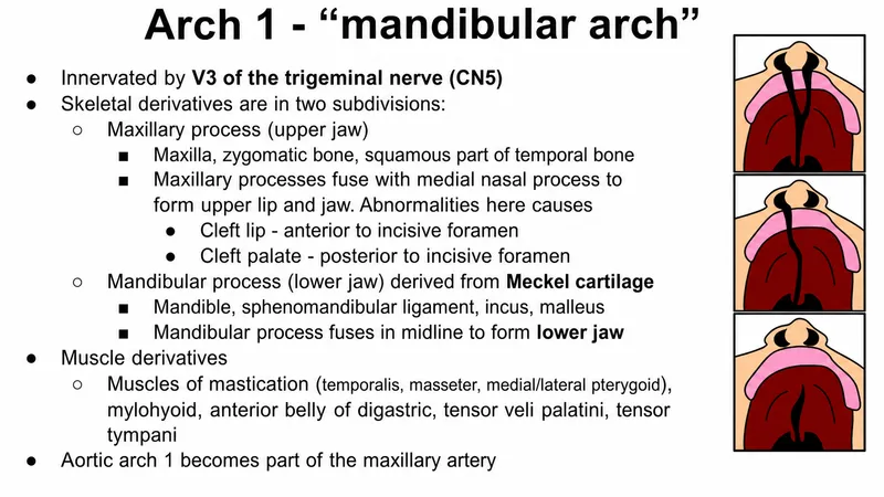 First Pharyngeal Arch Derivatives: Skeletal and Muscle