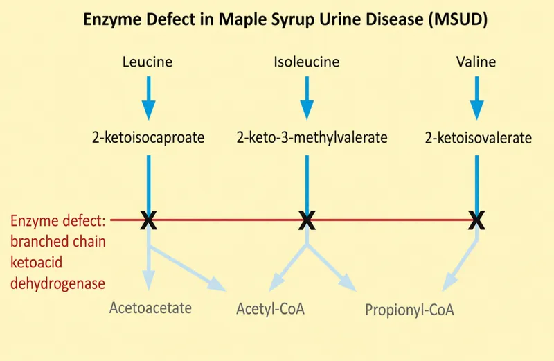 MSUD Enzyme Defect