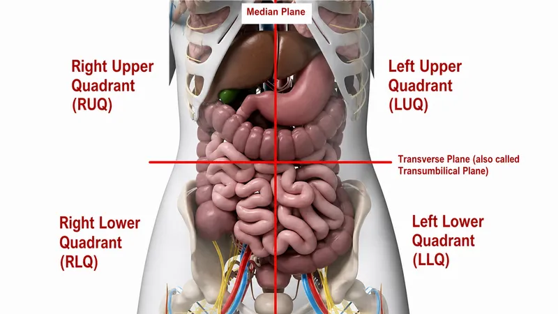 Abdominal Quadrants with Organs and Planes