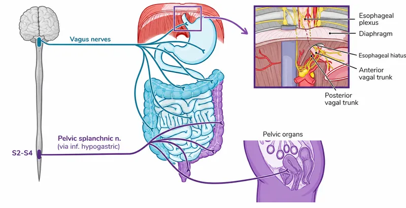 Autonomic Innervation of Abdominal Organs