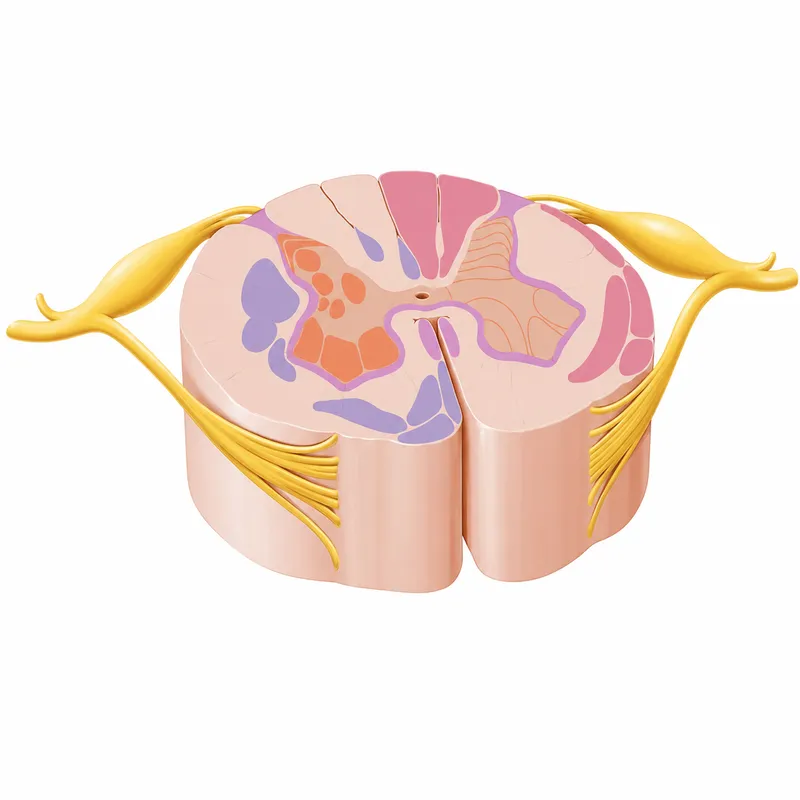 Spinal cord cross-section with grey and white matter