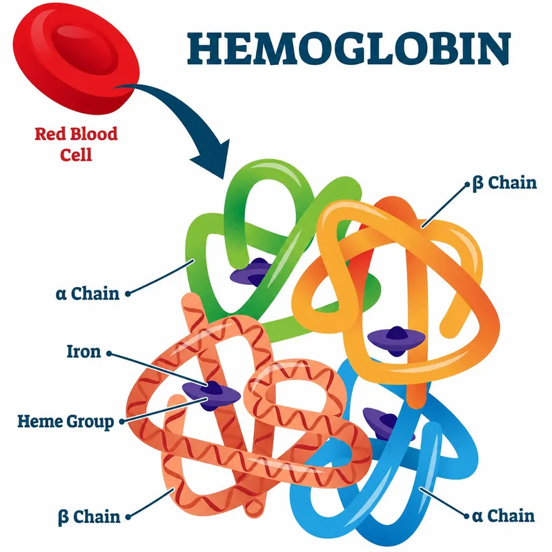 Detailed 3D structure of hemoglobin molecule showing alpha and beta globin chains with heme groups