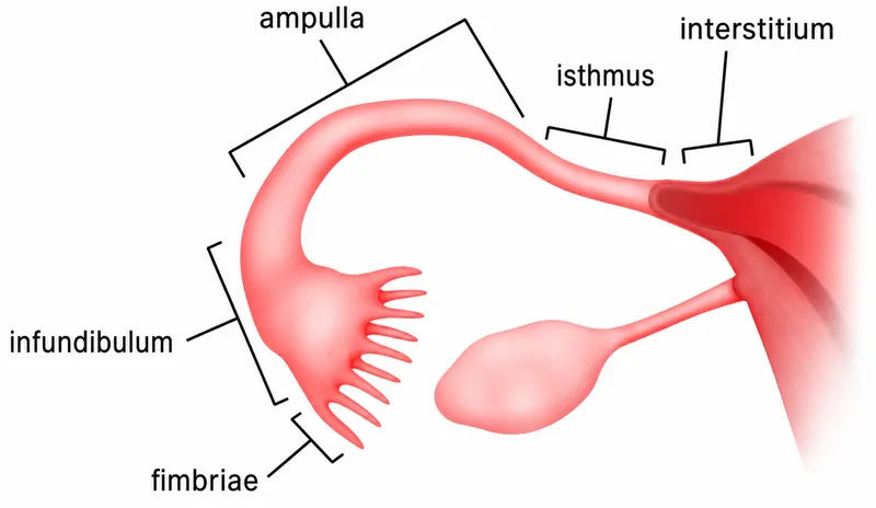 Anatomy of the Fallopian Tube
