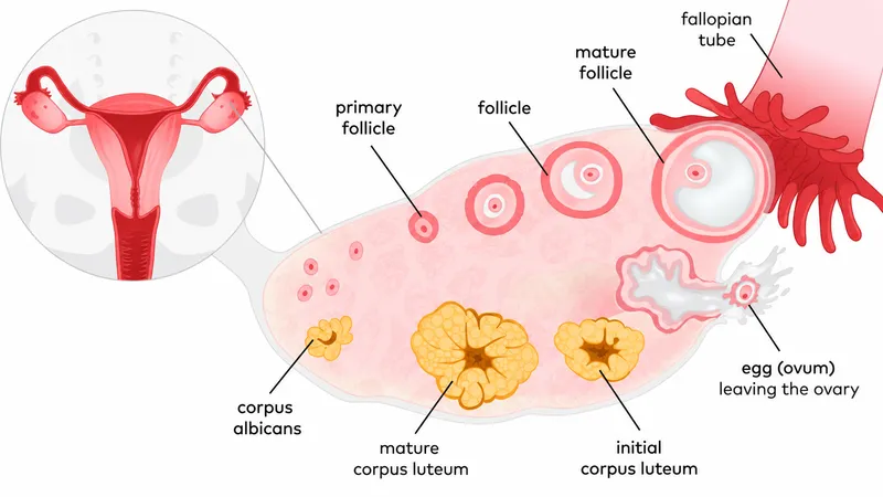 Ovarian Cycle: Follicle, Ovulation, Corpus Luteum