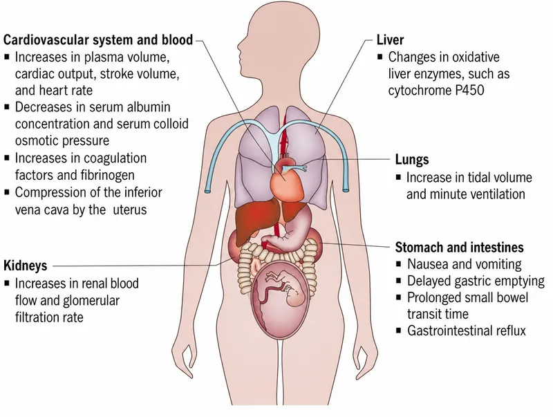 Physiological Changes in Pregnancy Diagram