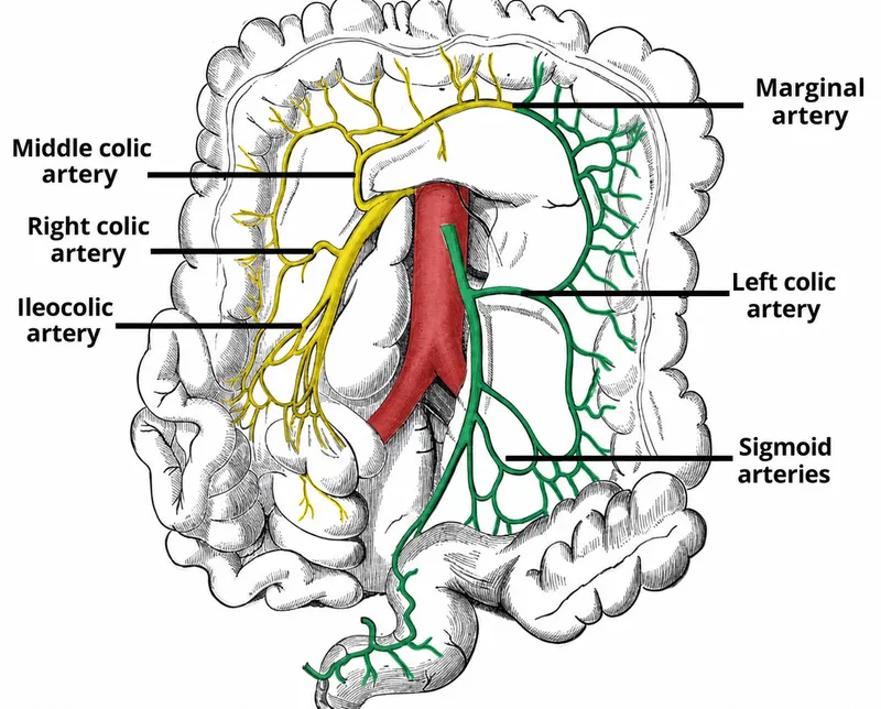 SMA and IMA distributions and anastomoses