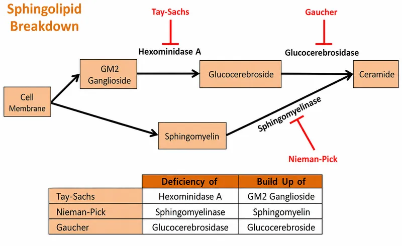 Sphingolipid metabolic pathway showing enzyme defects and disease associations