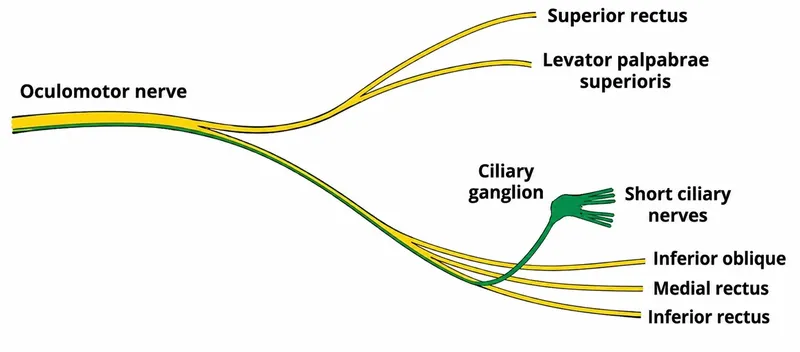 Oculomotor nerve parasympathetic pathway