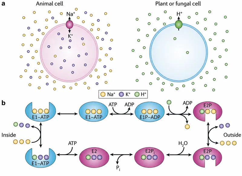 Na-K-ATPase pump mechanism and ion distribution