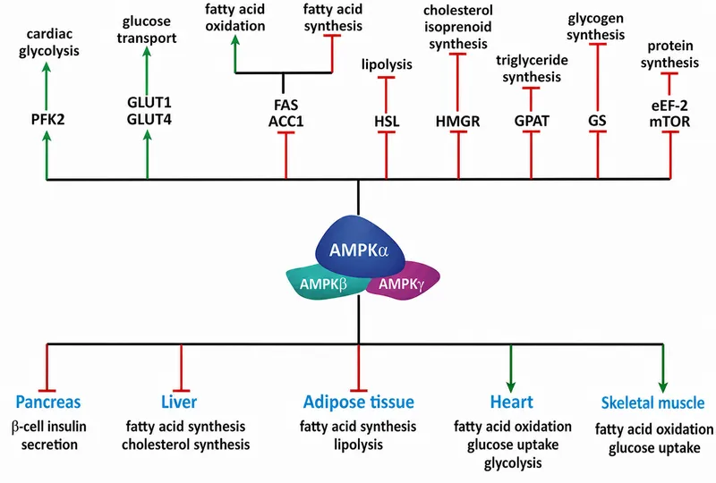 AMPK activation during energy stress and metabolic consequences